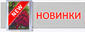 Новинки SvitArt
